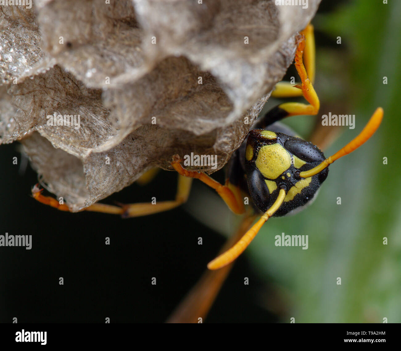 Europeo galicus Polistes wasp hornet prendersi cura del suo nido e larve Foto Stock