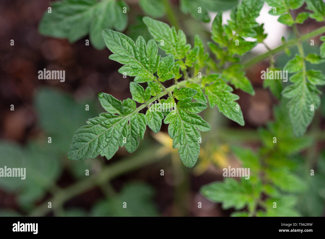 Bonnie Tomato piante Big boy che viene piantato nel giardino Foto Stock