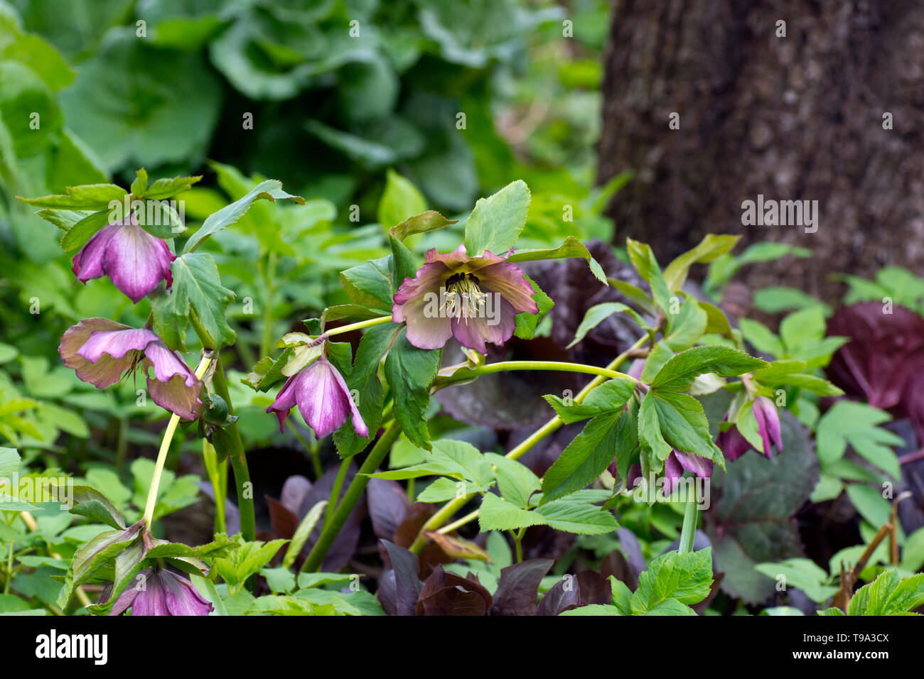 L'elleboro in un giardino. Comunemente noto come hellebores, il genere eurasiatica Helleborus. Foto Stock