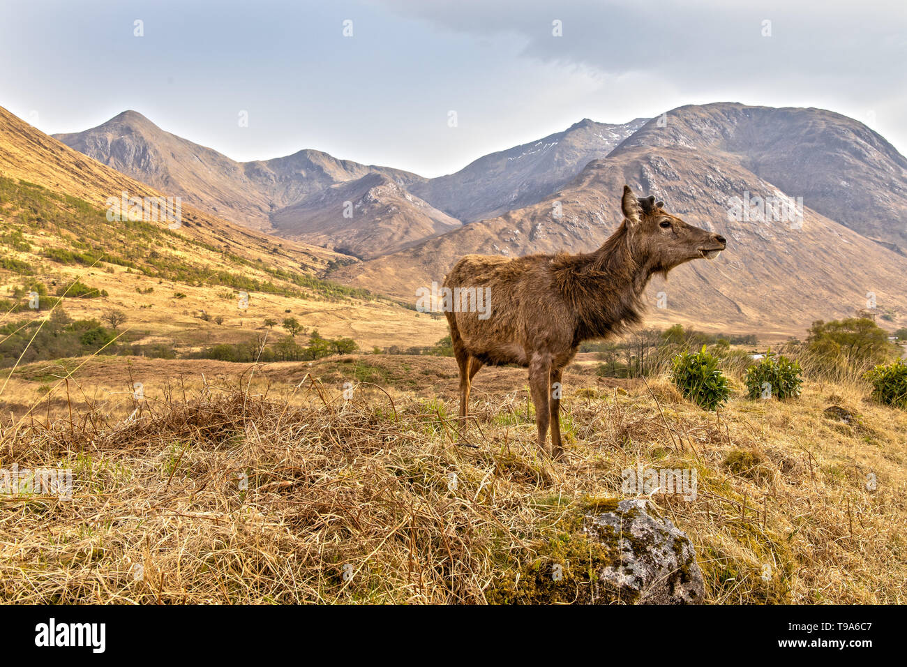 Red Deer nelle Highlands scozzesi vicino a Glen Coe Foto Stock