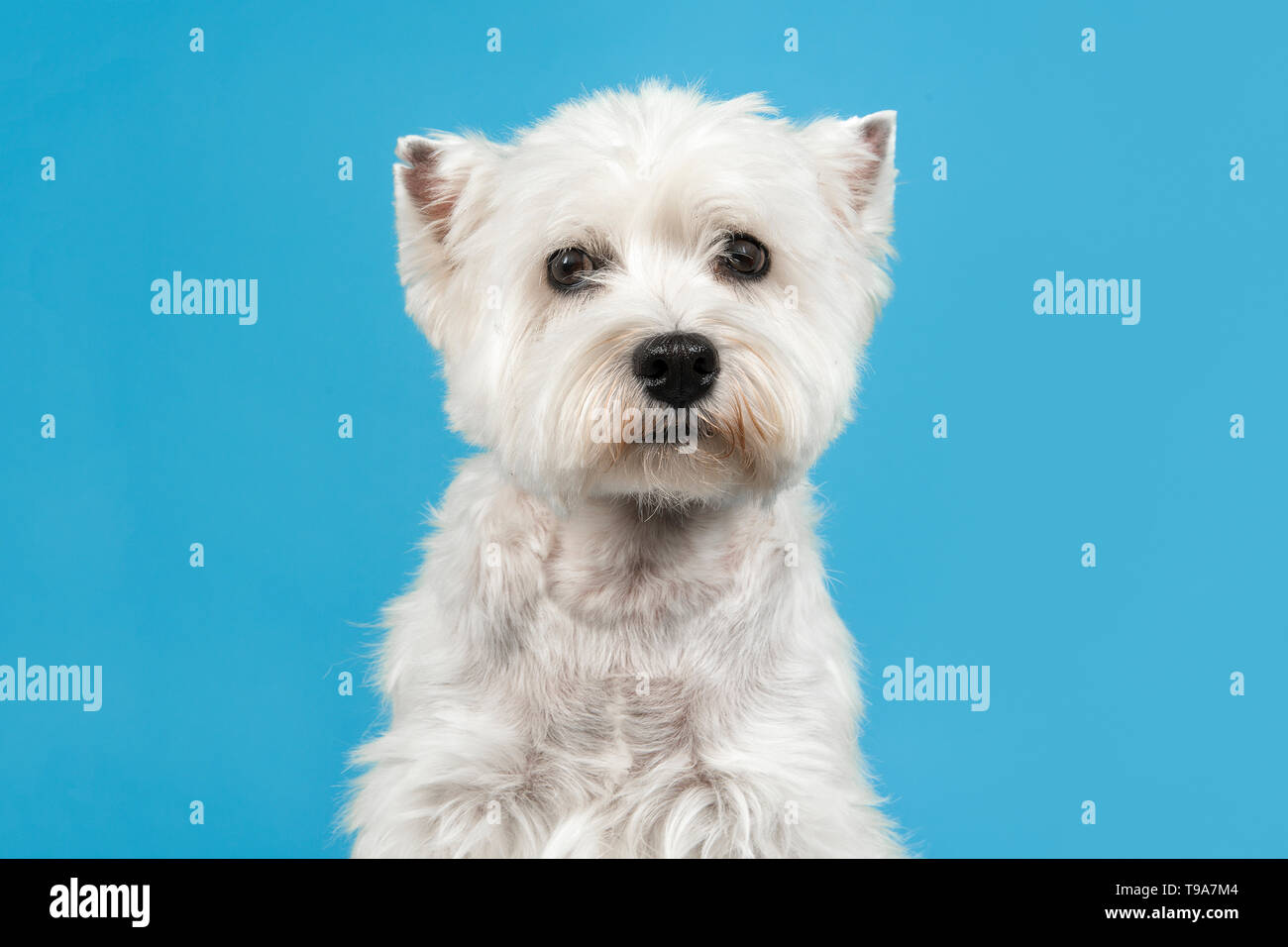 West Highland White Terrier o westie cane ritratto guardando la telecamera in medio su uno sfondo blu Foto Stock