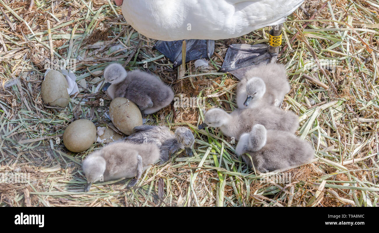 Appena schiuse cigno cygnets su un nido con uova non tratteggiata. La penna swan è guardare la sua covata. Foto Stock