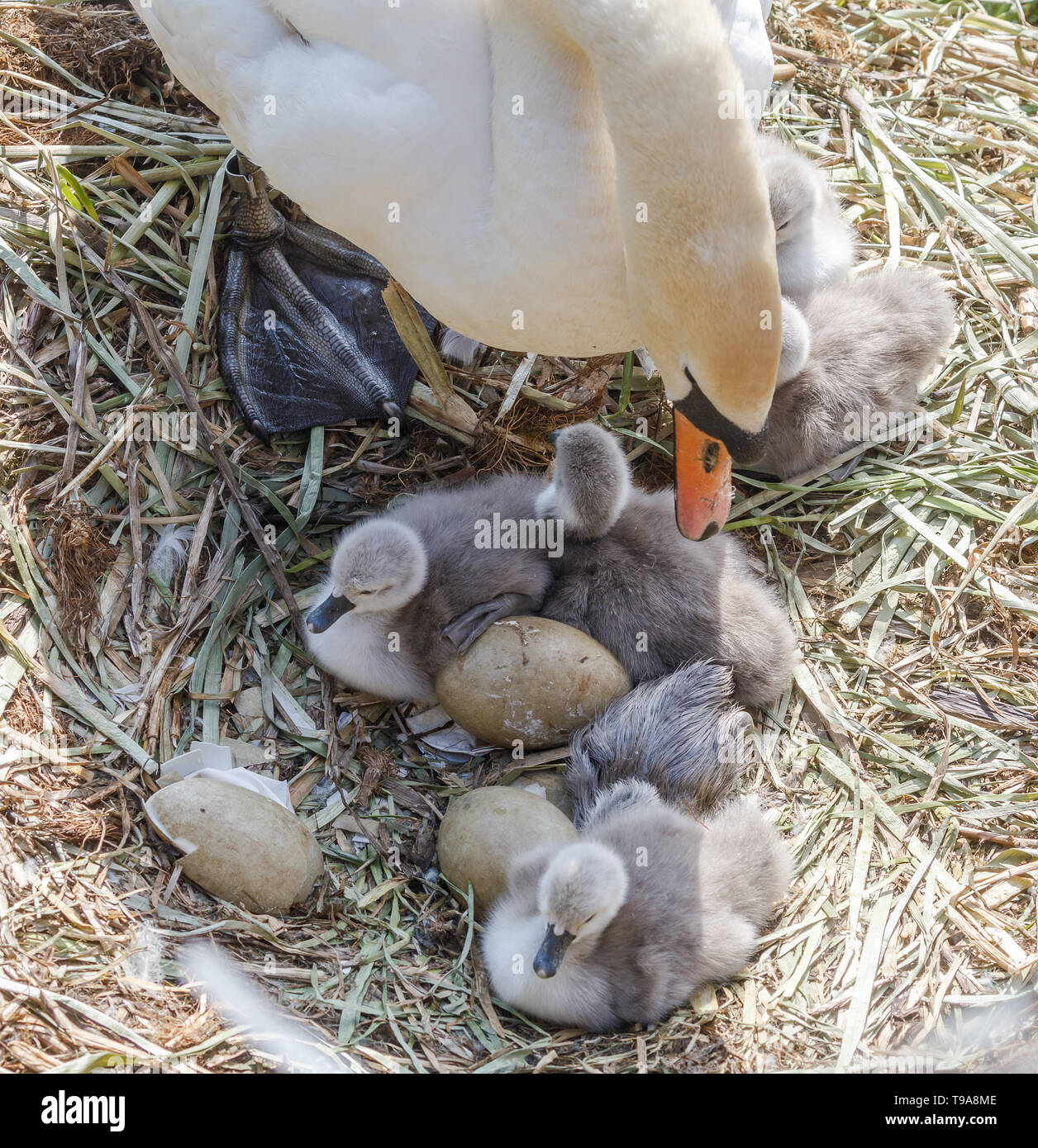 Appena schiuse cigno cygnets su un nido con uova non tratteggiata. La penna swan è guardare la sua covata. Foto Stock