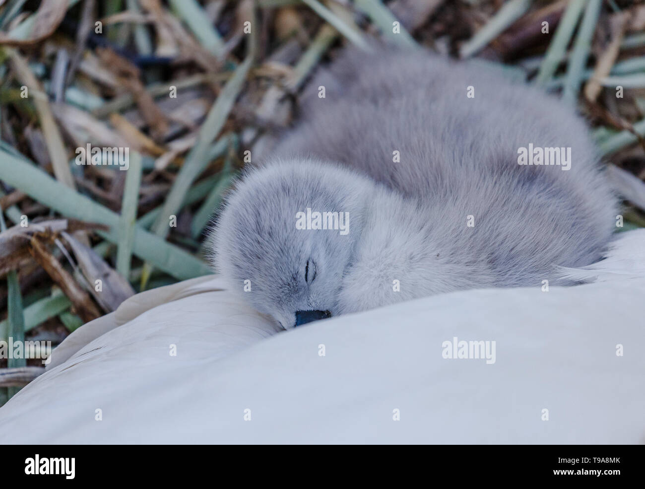 Un cigno cygnet snuggling fino a mamma. Foto Stock