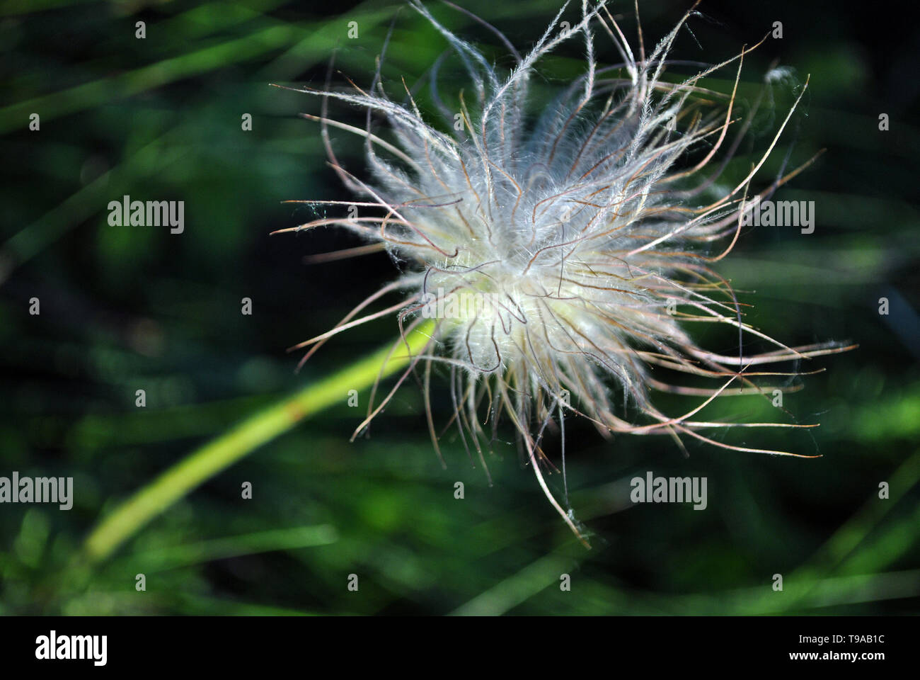 Pulsatilla fiore (prairie crocus o Pasqua) di fiori bianchi e soffici frutta con semi sul verde scuro dello sfondo di erba Foto Stock