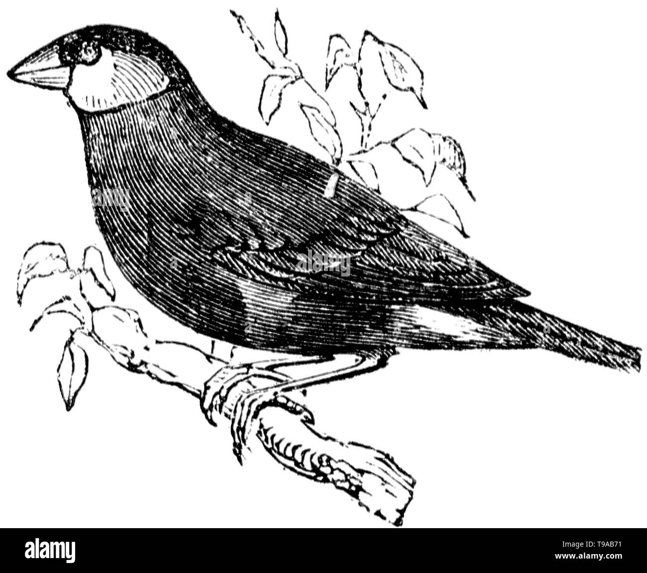Taglio di legno intagliato, illustrazione presa da "tesoro di storia naturale' da Samuele Maunder, pubblicato 1848 Foto Stock