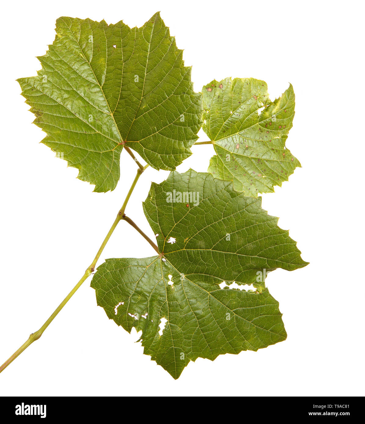 Uve del vitigno. isolato su sfondo bianco Foto Stock