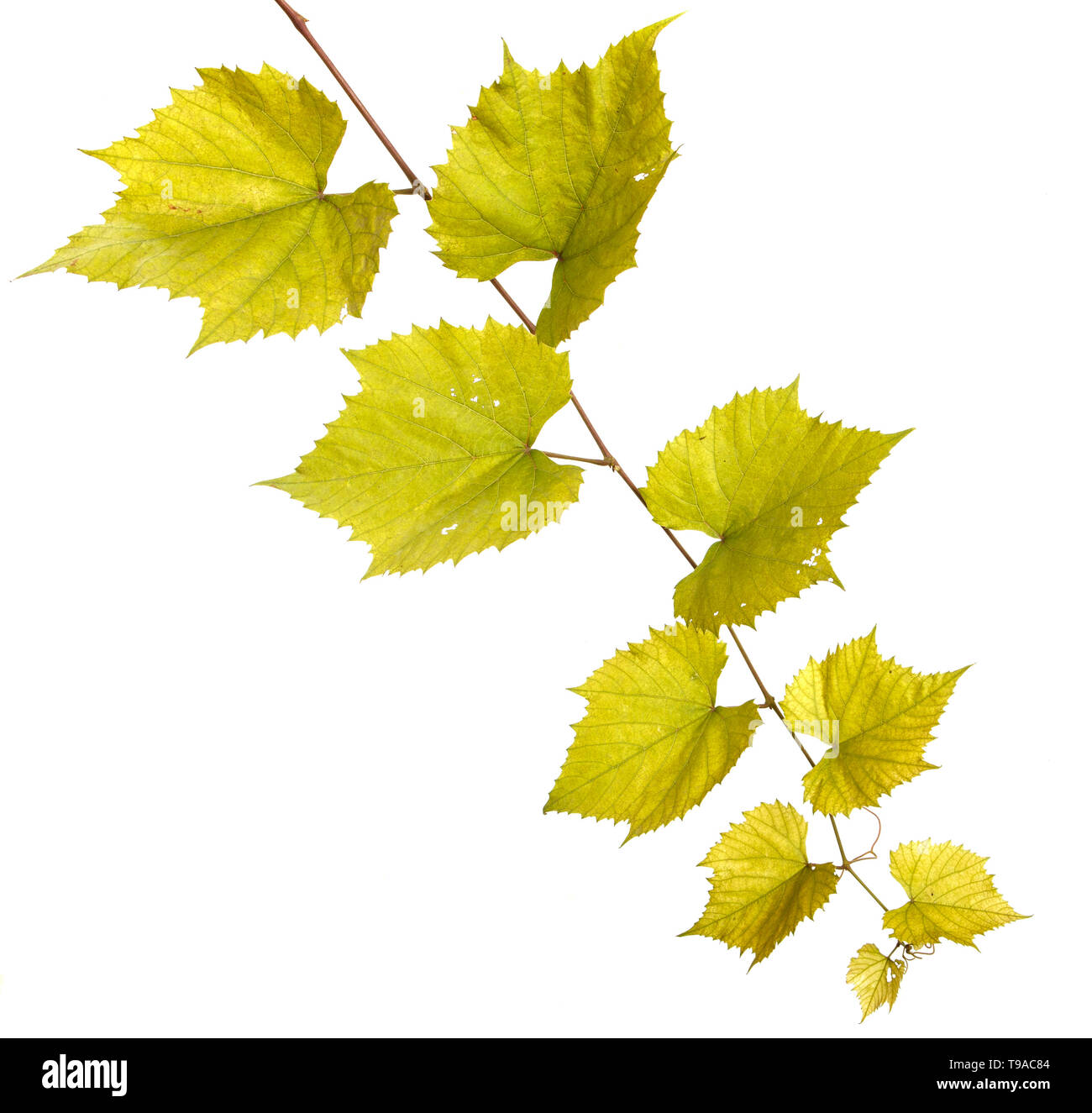 Uve del vitigno. isolato su sfondo bianco Foto Stock