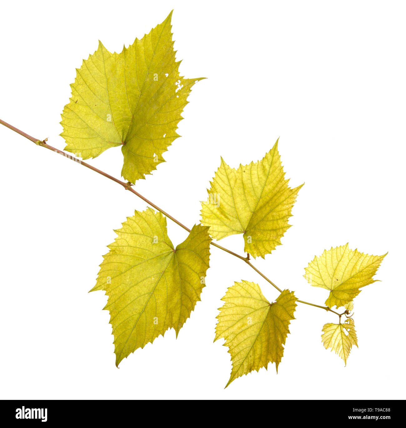 Uve del vitigno. isolato su sfondo bianco Foto Stock