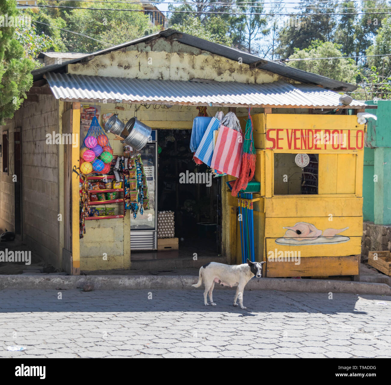 Festivo negozio di fronte con un cane e strada acciottolata, a San Marcos, Lago Atitlan, Guatemala Foto Stock