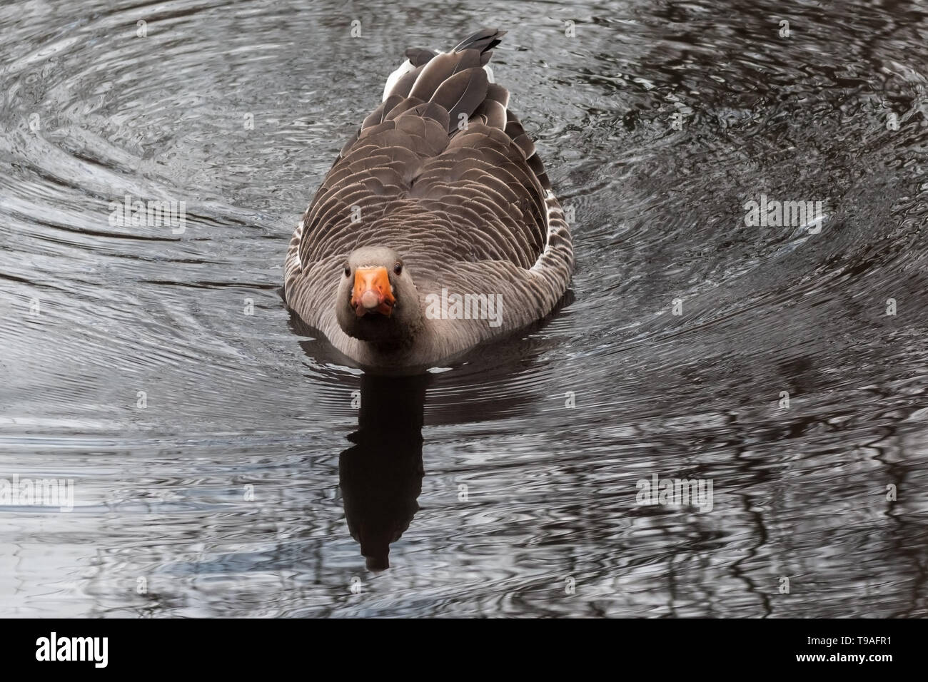 Arrabbiato Graylag goose essendo protettiva per il suo compagno e nest Foto Stock