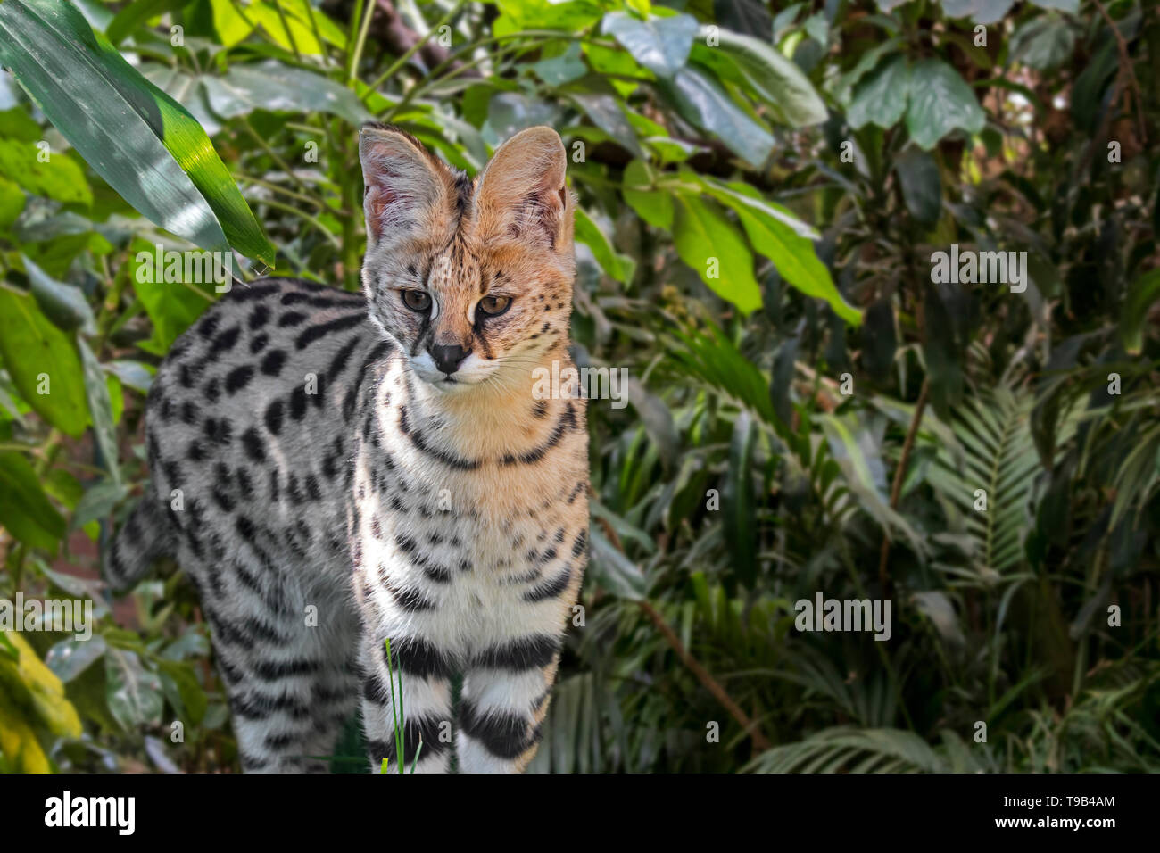 Serval (Leptailurus serval / Felis serval) gatto selvatico / nativa felina in Africa nel bosco Foto Stock