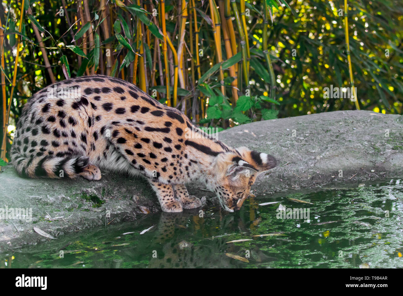 Serval (Leptailurus serval / Felis serval) gatto selvatico / nativa felina in Africa acqua potabile da stagno nel bosco di bambù Foto Stock