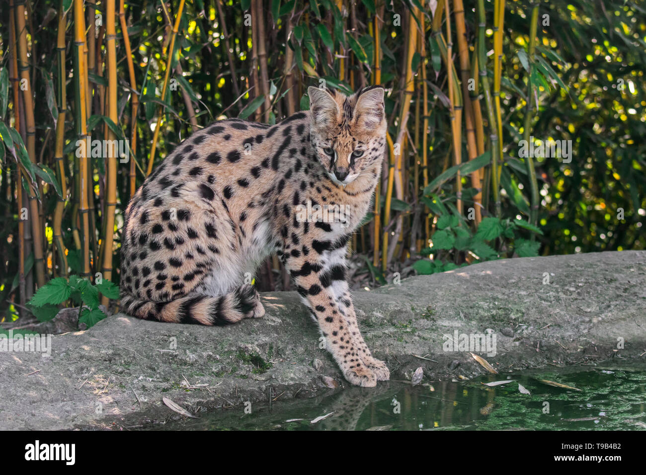 Serval (Leptailurus serval / Felis serval) gatto selvatico / nativa felina in Africa acqua potabile da stagno nel bosco di bambù Foto Stock