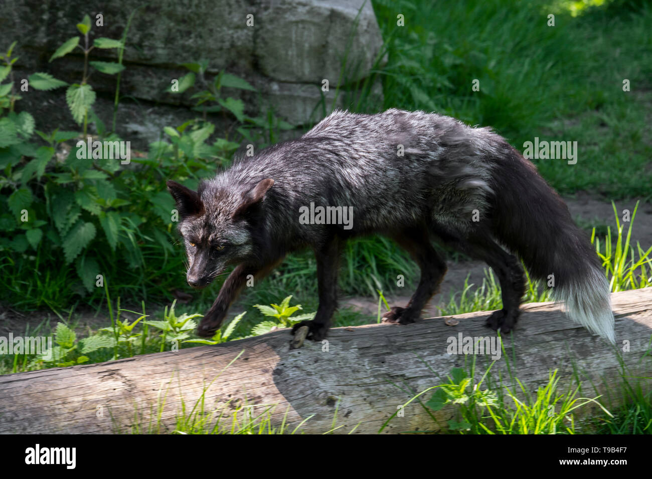 Argento volpe (Vulpes vulpes), melanistic forma di Red Fox Foto Stock