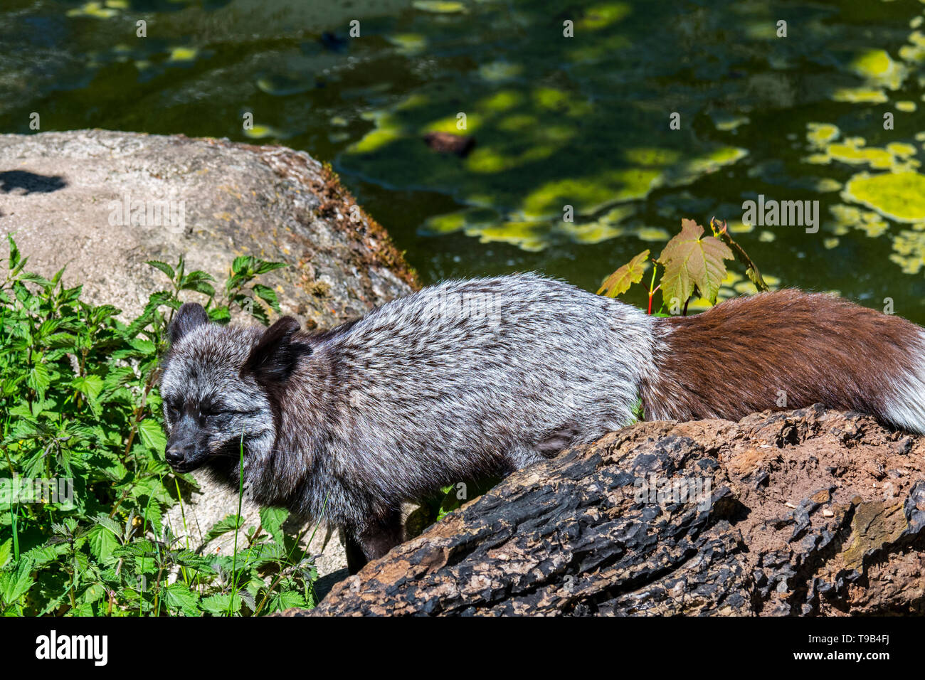 Argento volpe (Vulpes vulpes), melanistic forma di Red Fox, rovistando lungo la riva del lago / banca di fiume Foto Stock