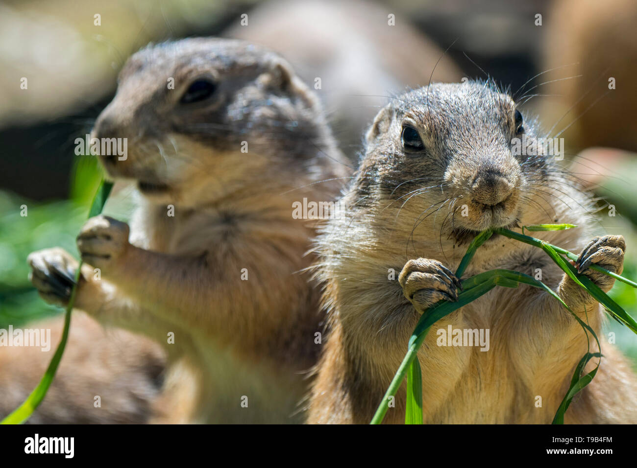 Due nero-tailed i cani della prateria (Cynomys ludovicianus), nativo di America del Nord, mangiare erba halms Foto Stock
