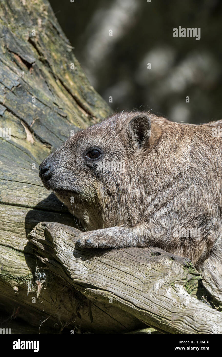 Rock hyrax / Cape hyrax / dassie (Procavia capensis) prendere il sole sul tronco di albero, nativo per l'Africa e il Medio Oriente Foto Stock