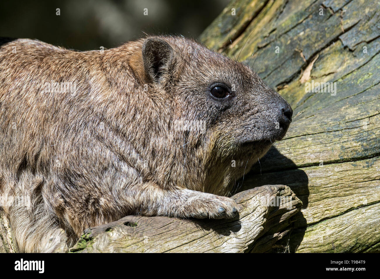 Rock hyrax / Cape hyrax / dassie (Procavia capensis) prendere il sole sul tronco di albero, nativo per l'Africa e il Medio Oriente Foto Stock