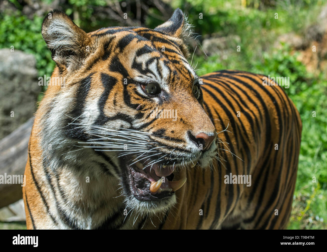 Close-up di ringhiando / ruggente tigre di Sumatra (Panthera tigris sondaica) mostra denti incisivi e canini a bocca aperta, nativo di Sumatra, Indonesia Foto Stock