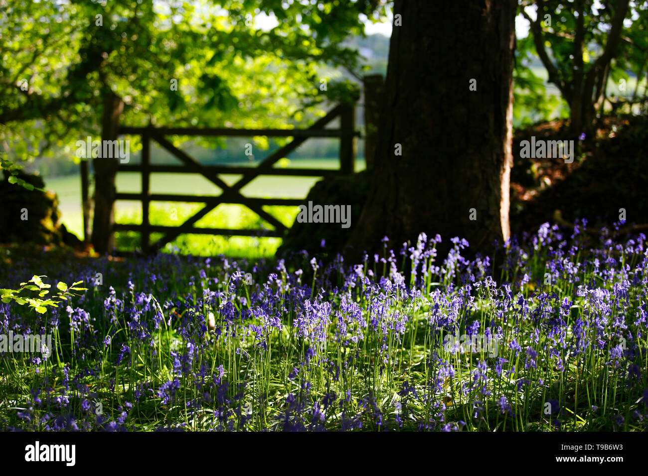 Bluebells nel Devon, Regno Unito. Foto Stock