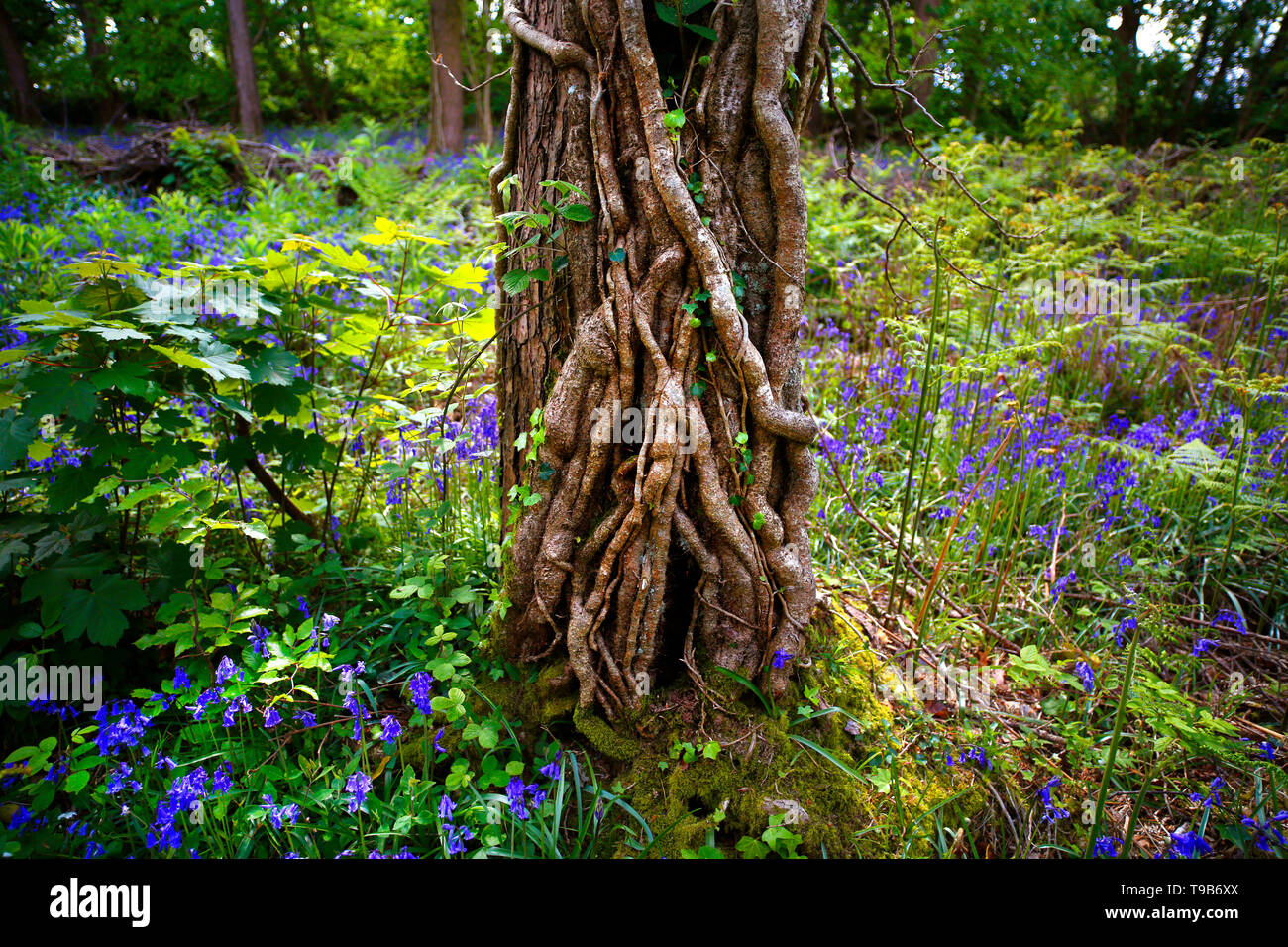 Coperto di edera tronco di albero e bluebells nel Devon, Regno Unito. Foto Stock