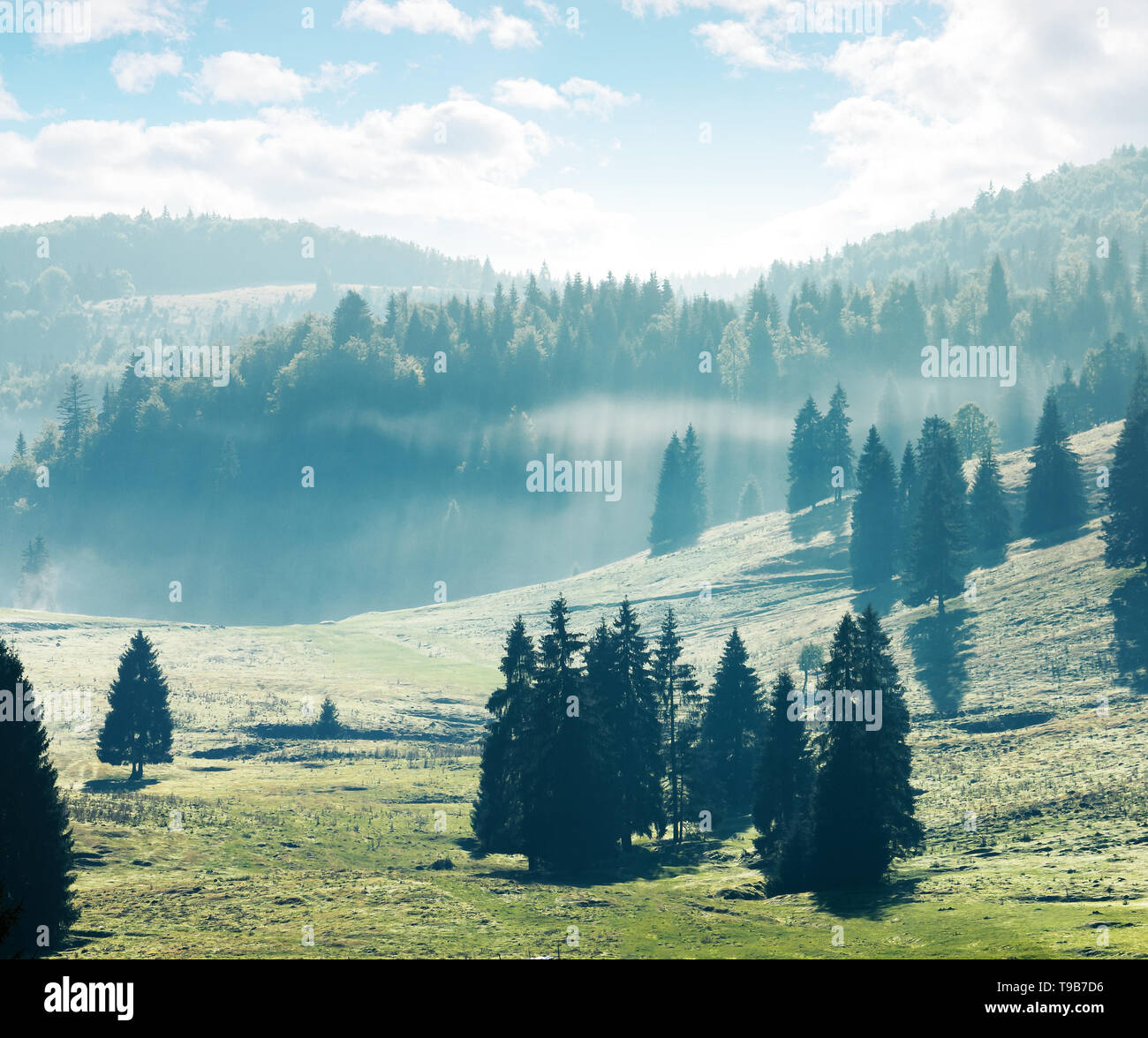 La foresta di conifere su prati e colline. nebbioso pomeriggio in montagna. luminoso paesaggio naturale con cielo molto nuvoloso Foto Stock