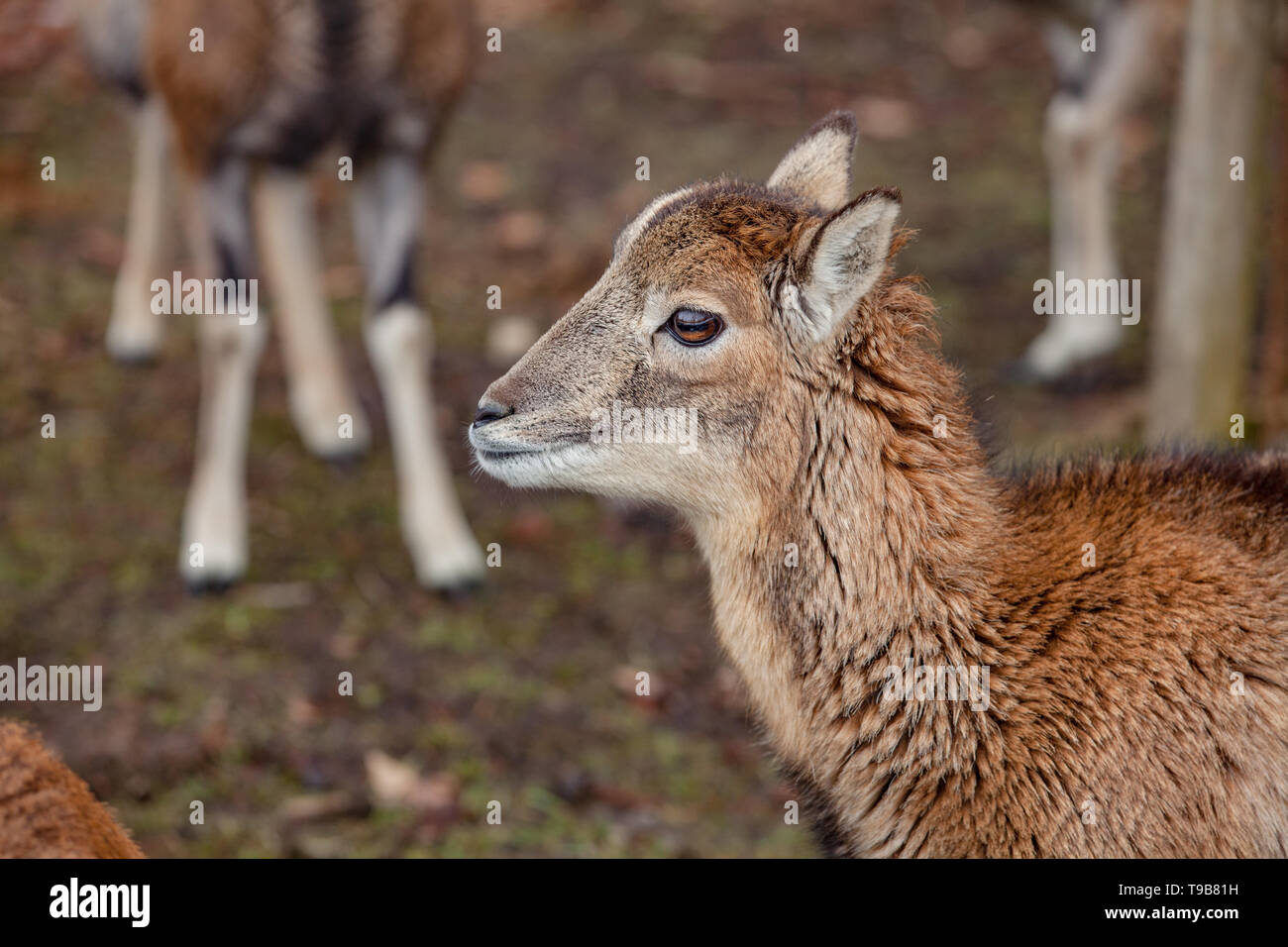 Unione mufloni nella foresta di tedesco Foto Stock