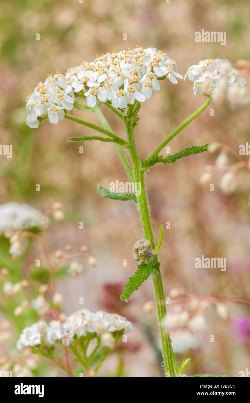 Comune di achillea, Achillea millefolium, British Columbia, Canada Foto Stock
