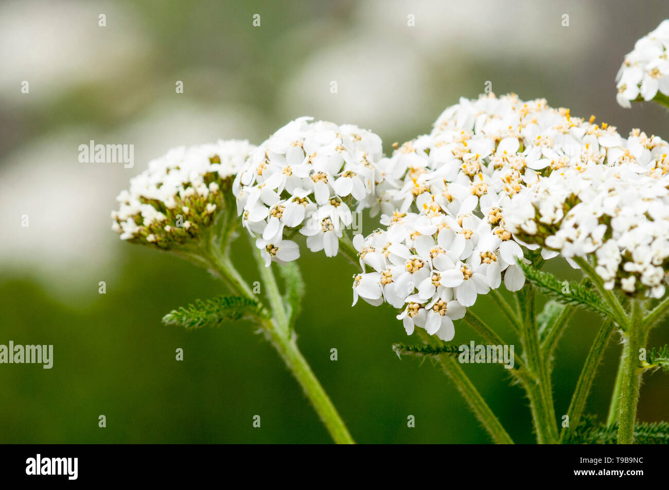 Comune di achillea, Achillea millefolium, British Columbia, Canada Foto Stock