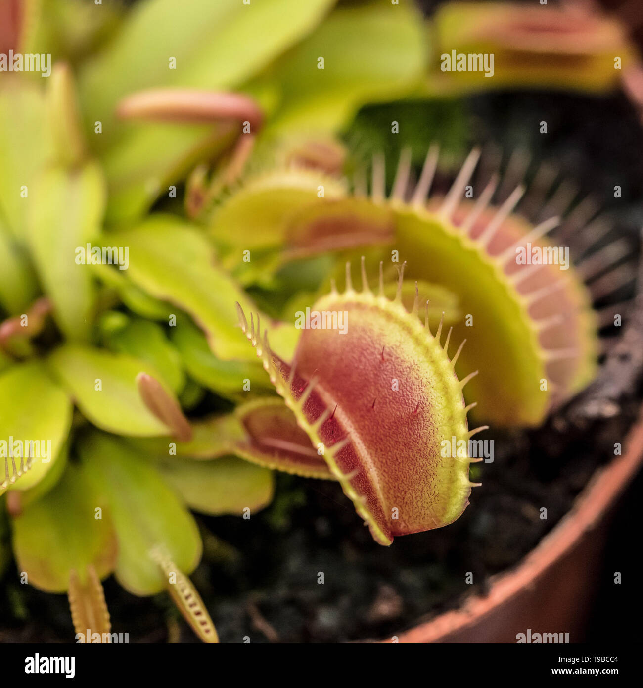 Venus Flytrap ( Dionaea muscipula ) Foto Stock