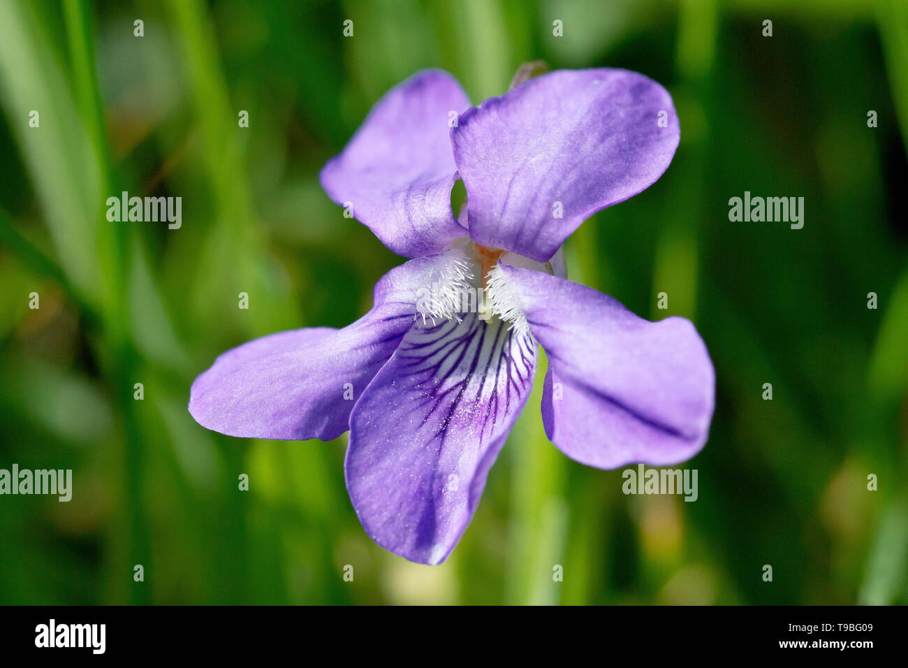 Cane comune-violetto (viola riviniana), in prossimità di un unico fiore con bassa profondità di campo. Foto Stock