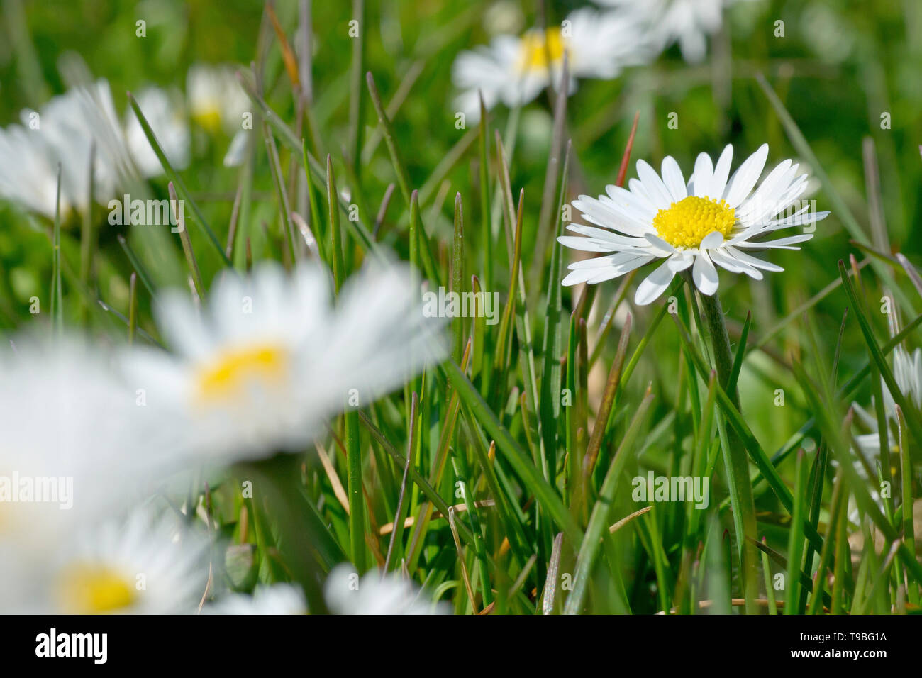 Daisy (bellis perennis), in prossimità di un fiore crescente tra i tanti. Foto Stock