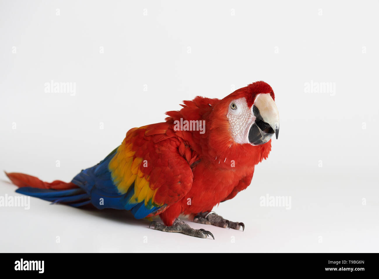 Red Parrot sedersi su bianco di sfondo per studio isolato Foto Stock