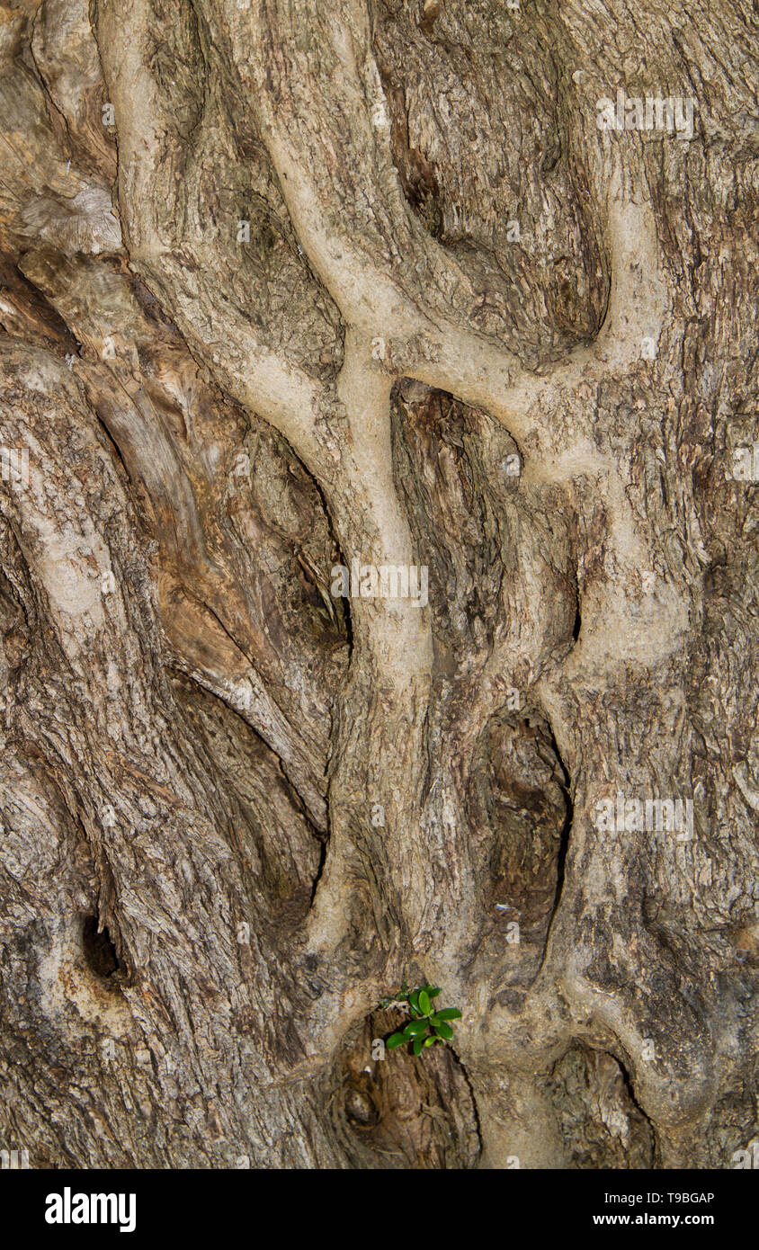 Close-up di corteccia di un vecchio albero di olivo Foto Stock