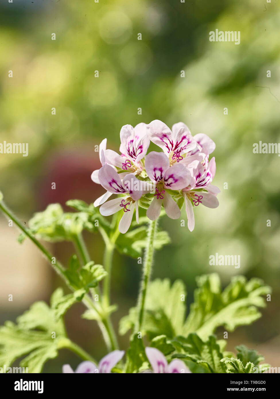 Pelargonium crispum natura ritratto di fiori in estate il giardino urbano a Londra, Inghilterra Foto Stock