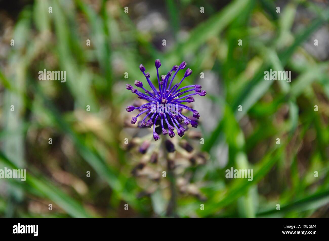 Speciale fiore viola isolata contro uno sfondo di foglie verdi. Gli sfondi di bello Foto Stock