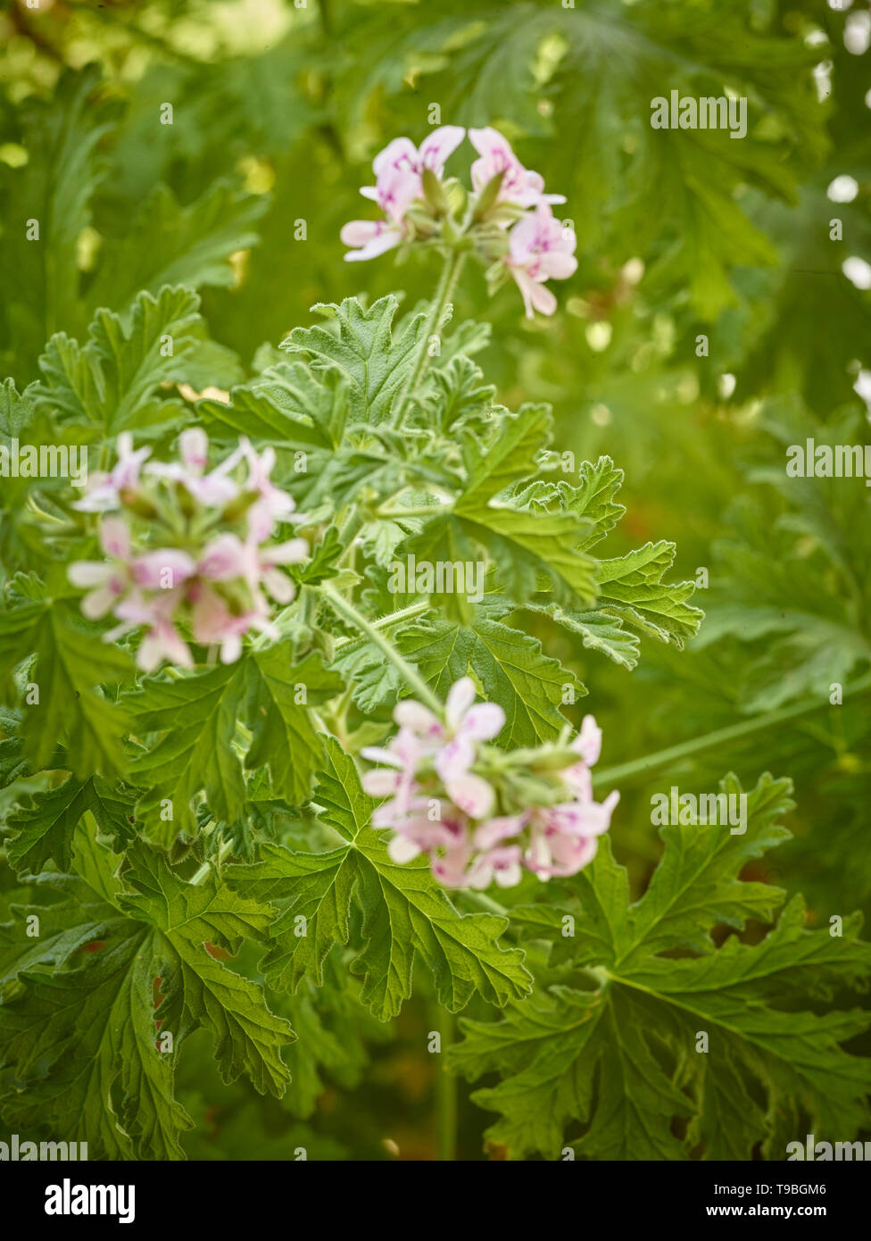 Pelargonium crispum natura ritratto di fiori in estate il giardino urbano a Londra, Inghilterra Foto Stock