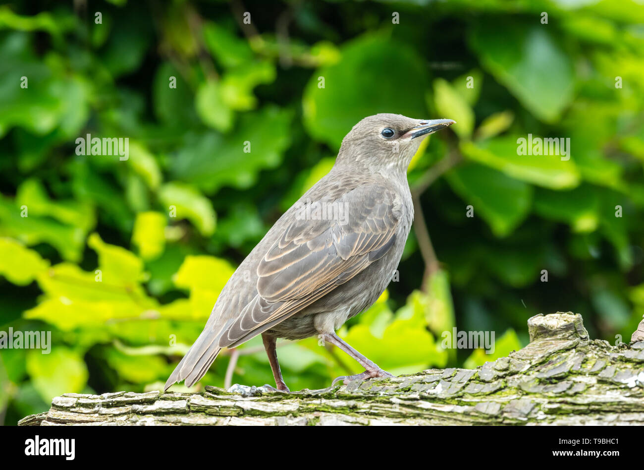 I capretti starling, nome scientifico: Sturnus vulgaris, rivolto verso destra e arroccato su un log in giardino naturale habitat. Sfocato foglia verde dello sfondo. Foto Stock