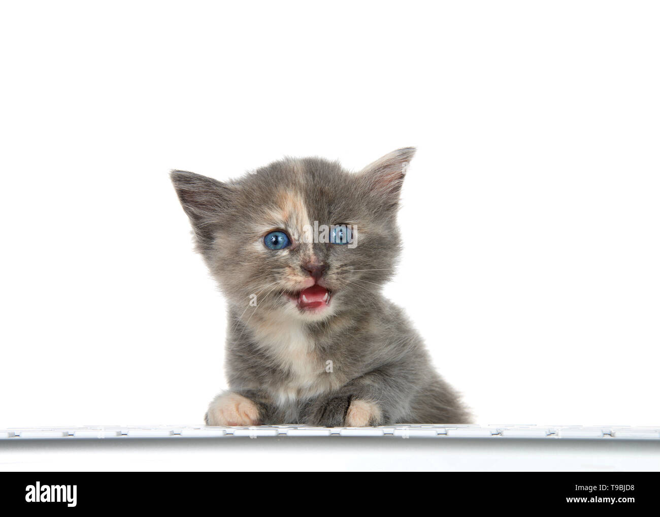 Adorabile piccola diluito Tortie gattino seduto alla tastiera del computer alla ricerca di visualizzatore a bocca aperta, isolato su sfondo bianco. Intrattenimento, technolog Foto Stock