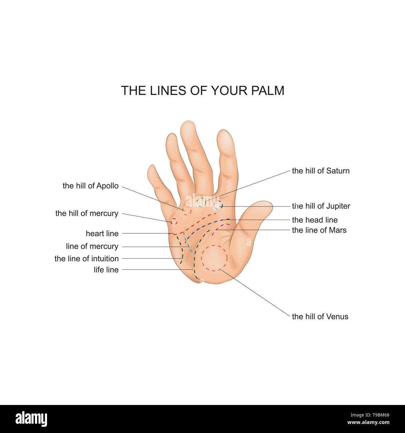 Illustrazione di vettore di linea palm. chiromanzia. Mano Illustrazione Vettoriale