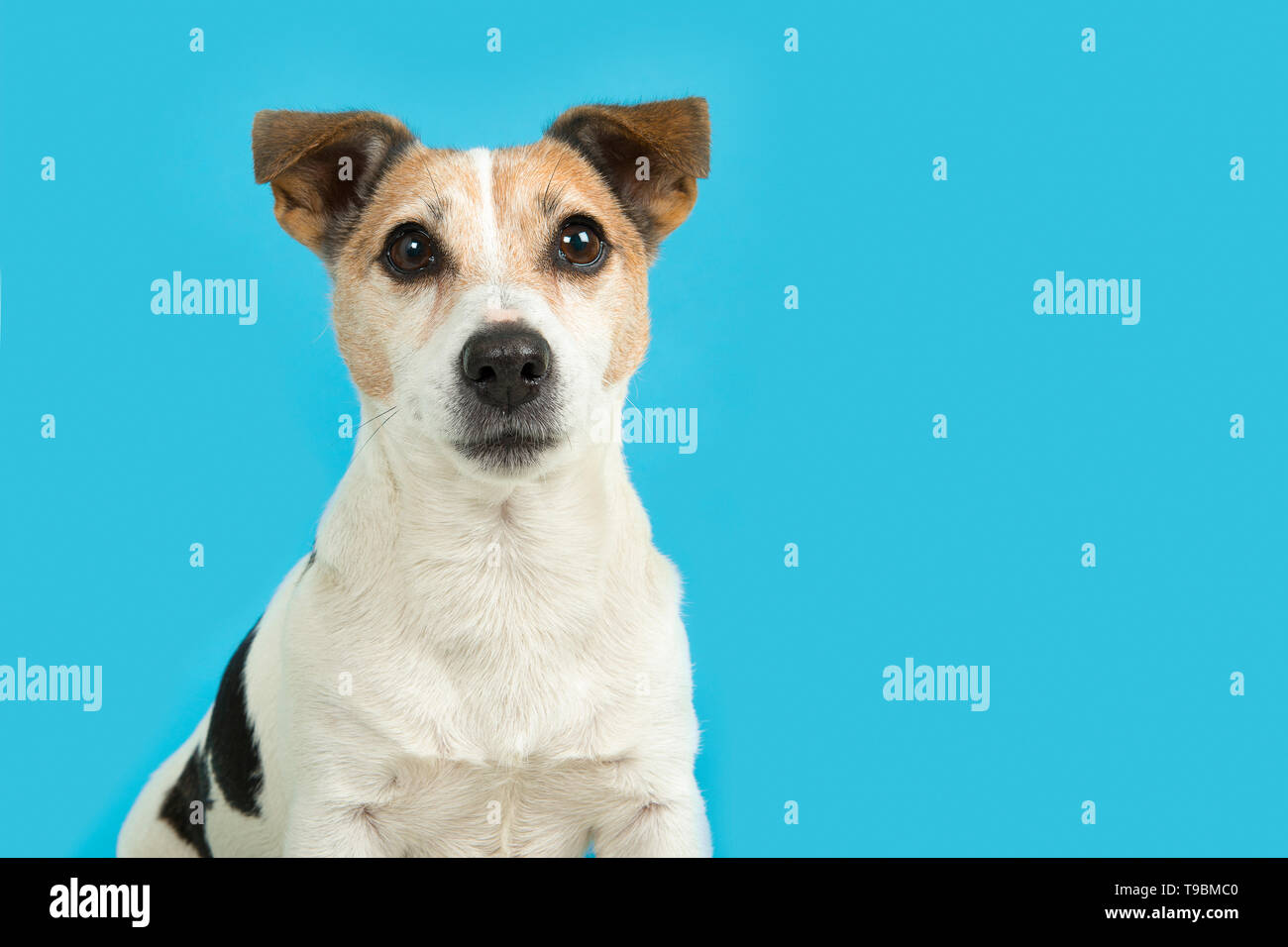 Jack Russell cane ritratto guardando la telecamera su uno sfondo blu con la bocca chiusa Foto Stock