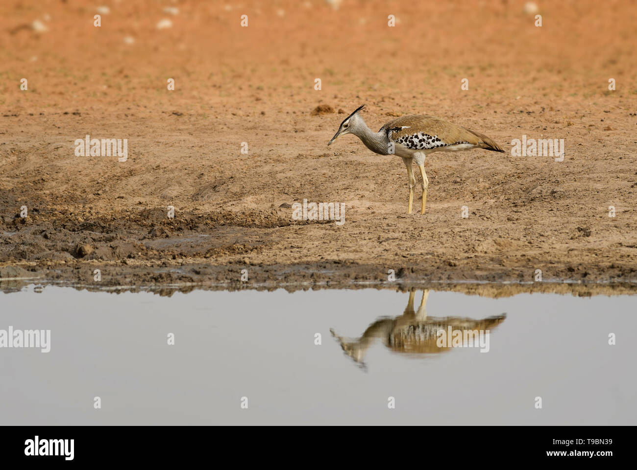 Kori Bustard - Ardeotis kori, di massa grande uccello dalle savane africane, il Parco Nazionale di Etosha, Namibia. Foto Stock