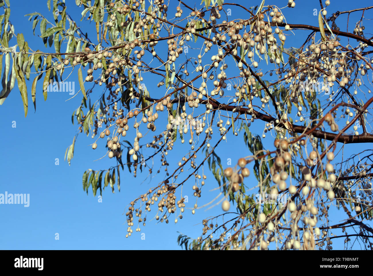 Elaeagnus angustifolia, comunemente chiamato Oliva Russo, argento berry, olivastro, persiano oliva o rami dell'ulivo selvatico con bacche sul cielo blu backgroun Foto Stock