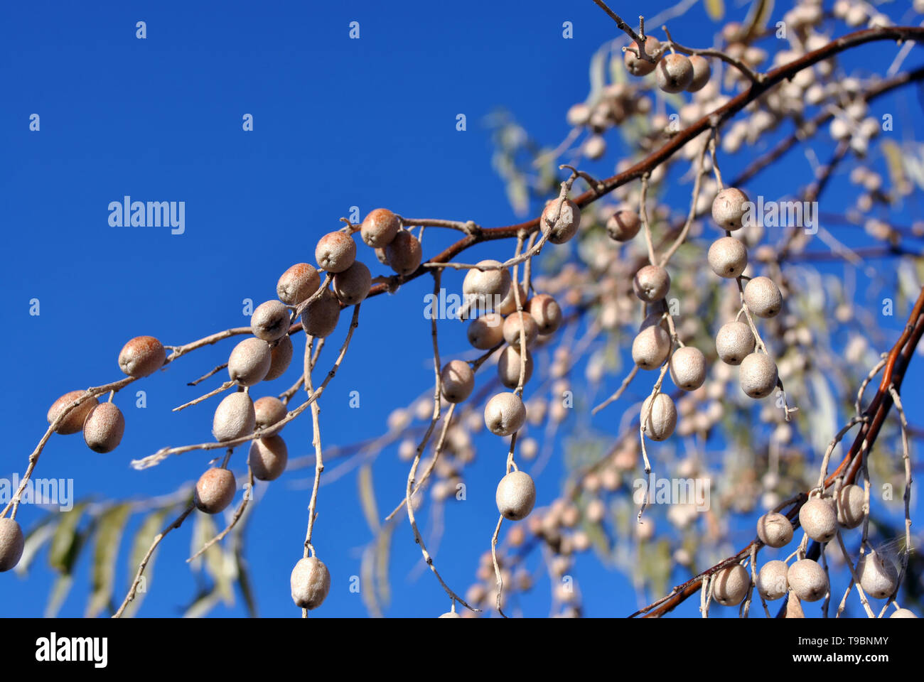 Elaeagnus angustifolia, comunemente chiamato Oliva Russo, argento berry, olivastro, persiano oliva o rami dell'ulivo selvatico con bacche sul cielo blu backgroun Foto Stock