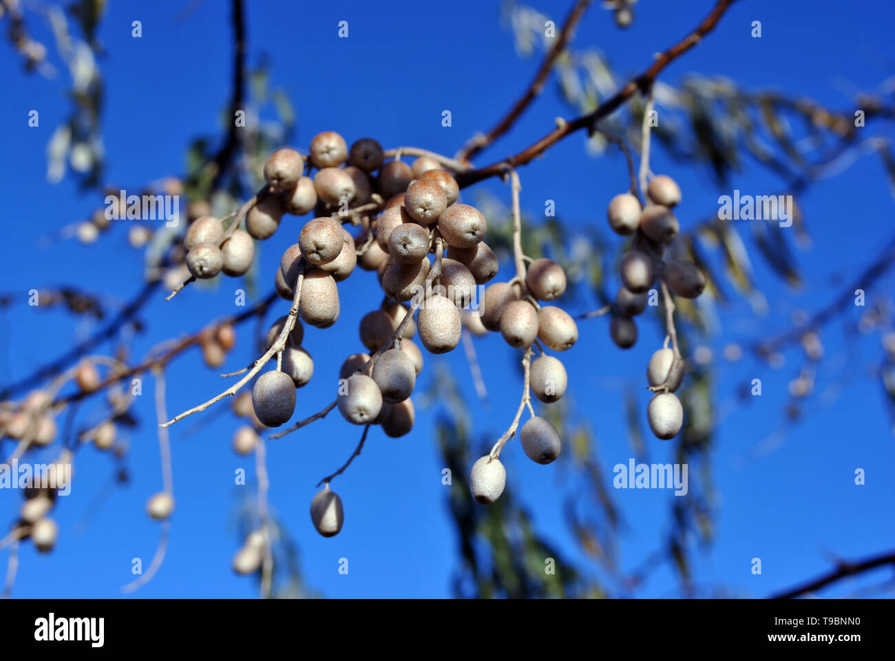 Elaeagnus angustifolia, comunemente chiamato Oliva Russo, argento berry, olivastro, persiano oliva o rami dell'ulivo selvatico con bacche sul cielo blu backgroun Foto Stock