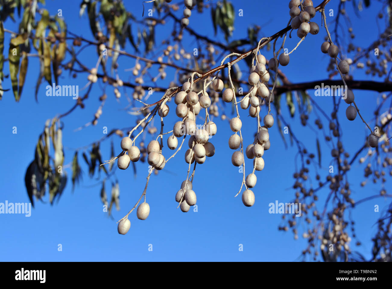 Elaeagnus angustifolia, comunemente chiamato Oliva Russo, argento berry, olivastro, persiano oliva o rami dell'ulivo selvatico con bacche sul cielo blu backgroun Foto Stock