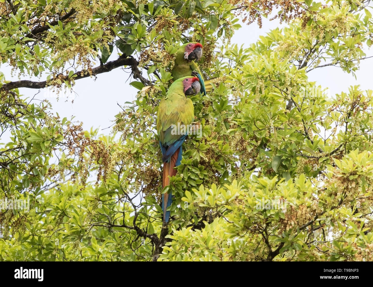 Grande Green Macaw, due adulti arroccato nella struttura ad albero tropicale, Laguna de Lagarto, Costa Rica 29 Marzo 2019 Foto Stock