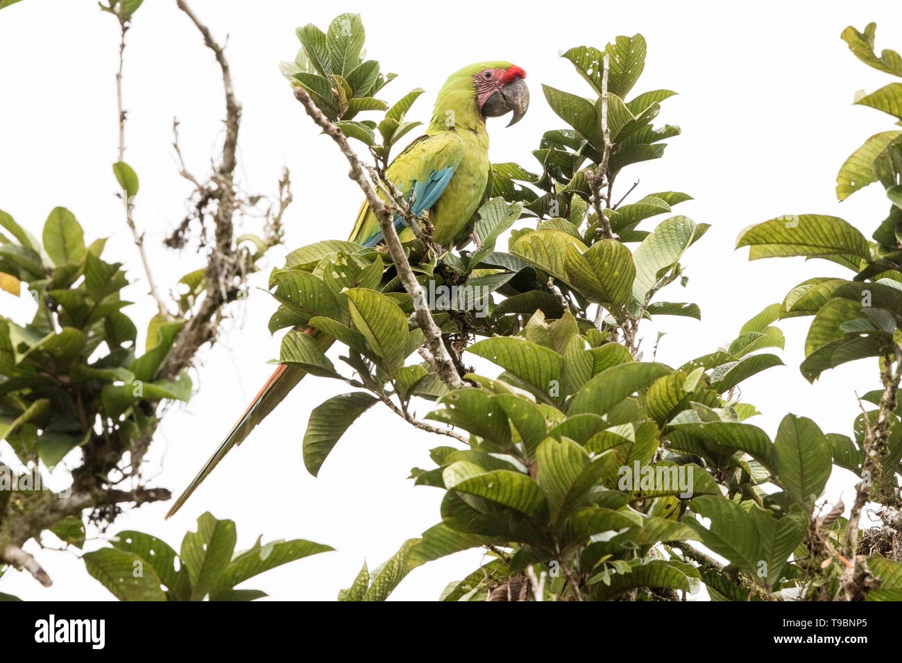 Grande Green Macaw, adulti arroccato nella struttura ad albero tropicale, Laguna de Lagarto, Costa Rica 29 Marzo 2019 Foto Stock