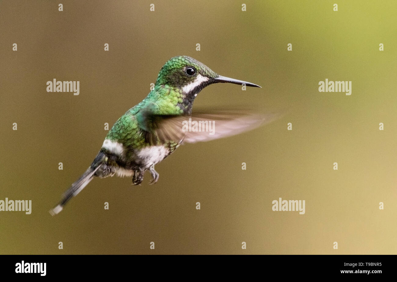 Green Thorntail, femmina adulta in volo, La Paz waterfall gardens, Costa Rica 24 Marzo 2019 Foto Stock